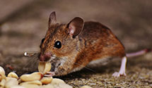 24 Hour & Emergency Exterminators in Georgia, VT